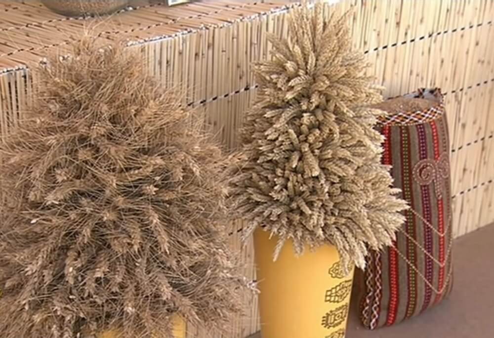 Türkmenistanda bugdaýyň täze görnüşleri döredildi