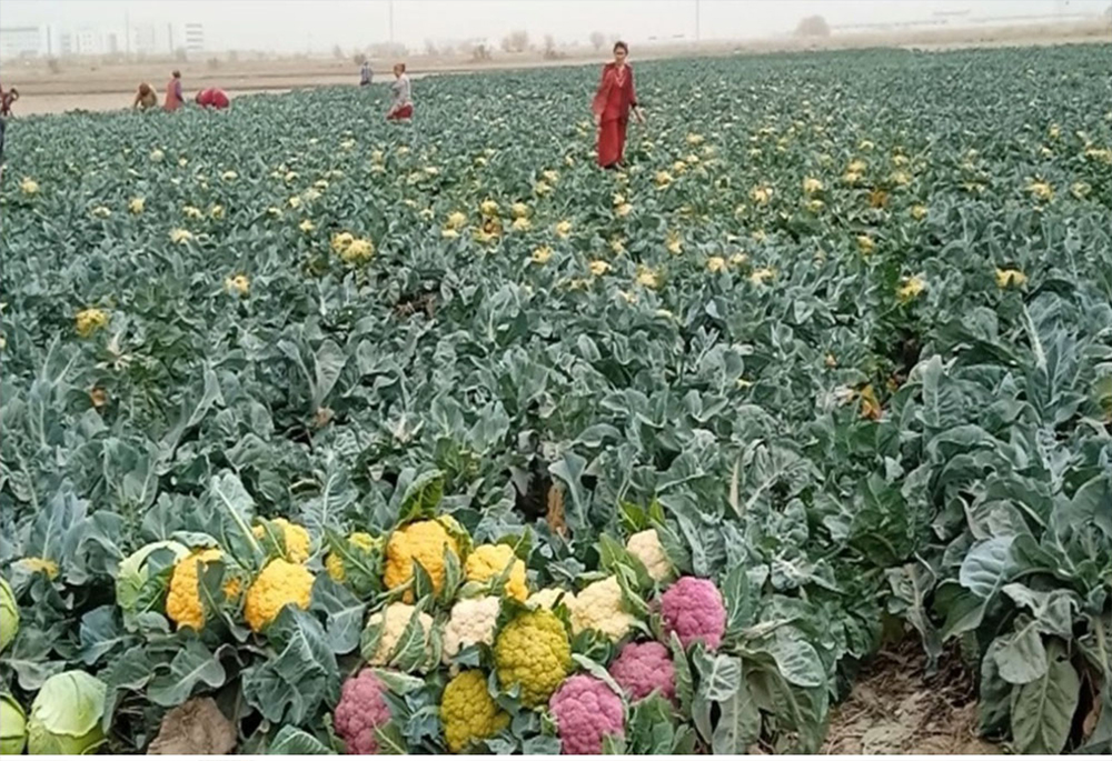 ÇEKSEŇ ZÄHMET, ÝAGAR REHNET