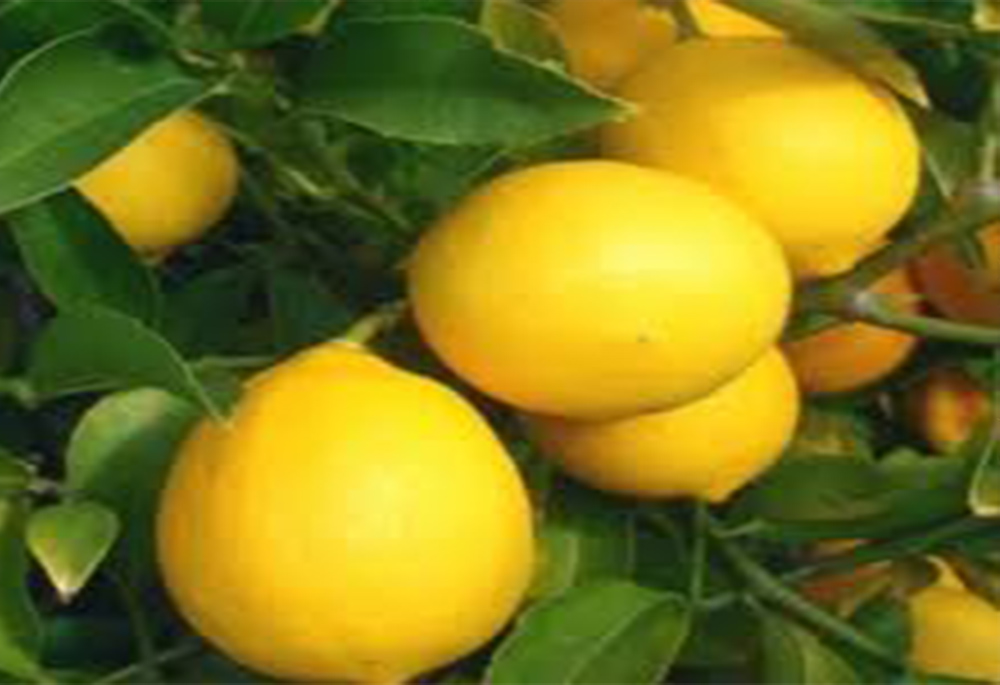 Ylym egsilmez baýlyk